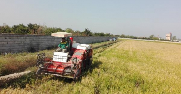 برداشت برنج، بیش از 213 هزار هکتار از شالیزارهای  استان مازندران
