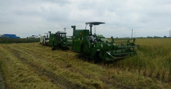 برداشت برنج در 99 درصد از شالیزار های آمل استان مازندران