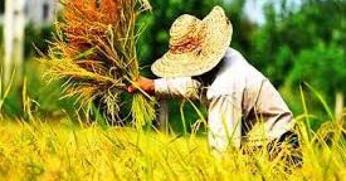 برداشت برنج در حدود 9 هزار هکتار از شالیزارهای نور  استان مازندران