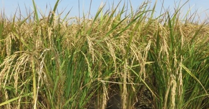 برداشت برنج از 212 هزار هکتار از شالیزارهای استان مازندران