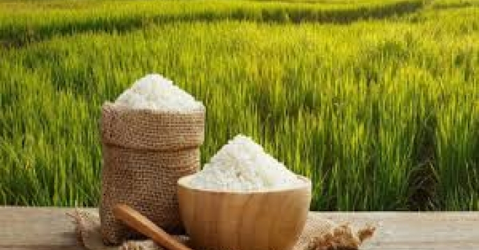 توزیع 2000 کیلو گرم بذر برنج از طریق کارگزاری گل آذین در گلوگاه