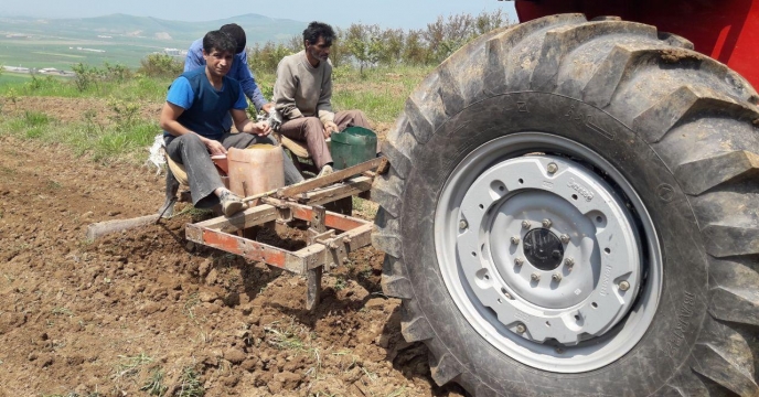 توزیع کود پرمصرف جهت کشت بادام زمینی در شهرستان آزادشهر گلستان