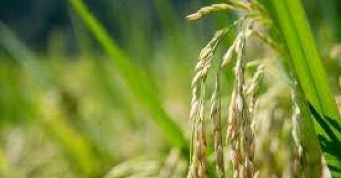 برداشت 215 هزار تن شلتوک برنج در آمل استان مازندران