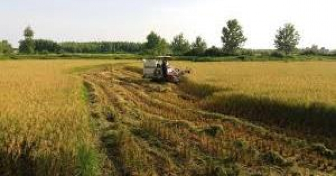 برداشت مکانیزه برنج در بیش از 43هزار هکتار از شالیزارهای بابل مازندران