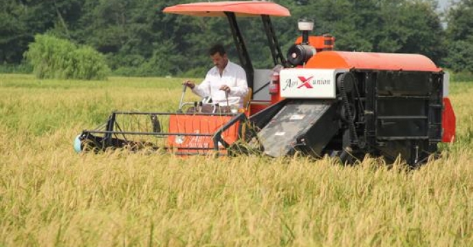 برداشت مکانیزه 96 درصدی برنج در ساری
