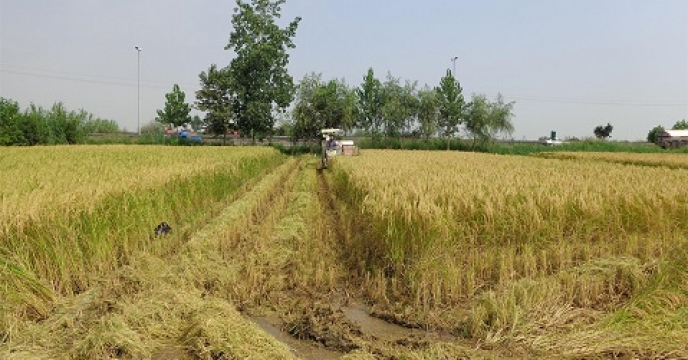 برداشت مکانیزه کشت مجدد برنج در بابل استان مازندران