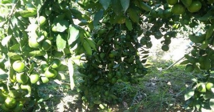برداشت نیمی از نارنگی های پیش رس در آمل استان مازندران