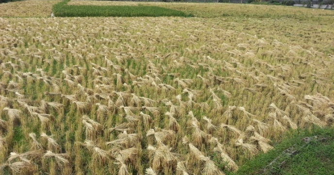 برداشت برنج در استان گیلان