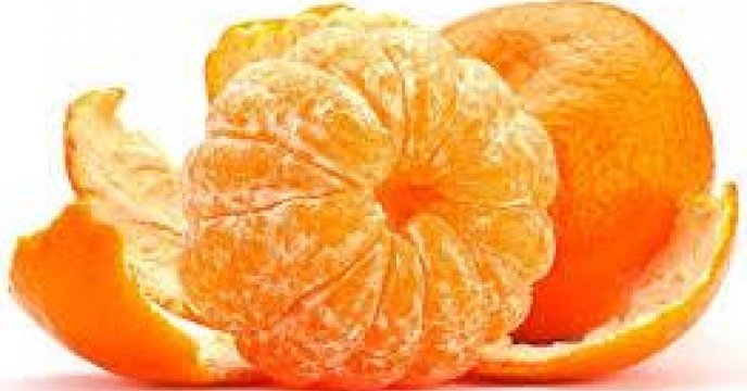 برداشت 16 هزار تن نارنگی پیش رس در بابلسر  استان مازندران