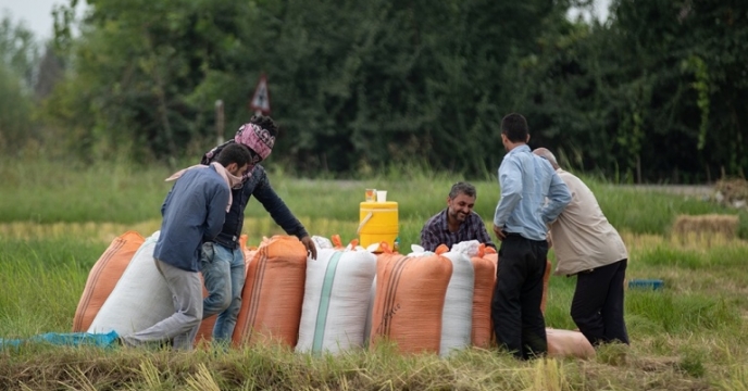خرید بذر گواهی شده برنج در استان گیلان