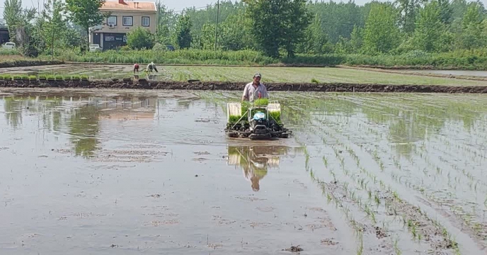  نشاکاری در زمین زراعی پیمانکاران تولید بذر شرکت خدمات حمایتی کشاورزی استان گیلان