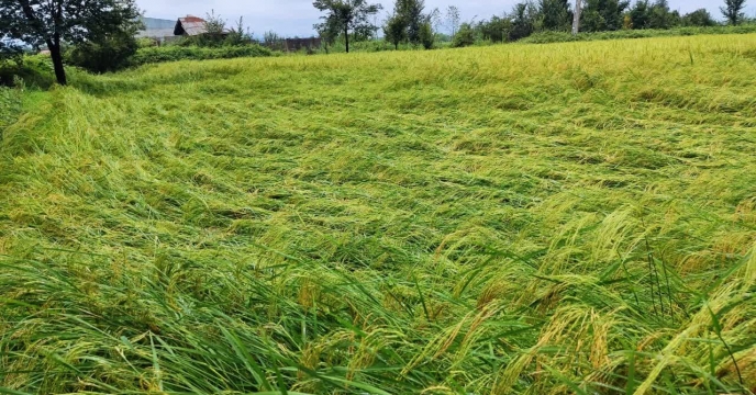 بارش شدید باران و خسارت به برنج در برخی از مناطق گیلان