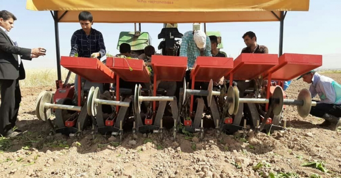 مزرعه 2 هکتاری الگویی کشت نشاء چغندرقند در استان قزوین