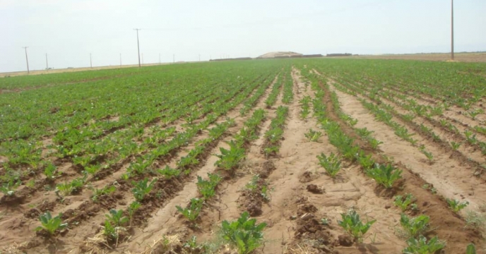 کاهش عوامل خسارت زا در کشت چغندرقند در استان قزوین