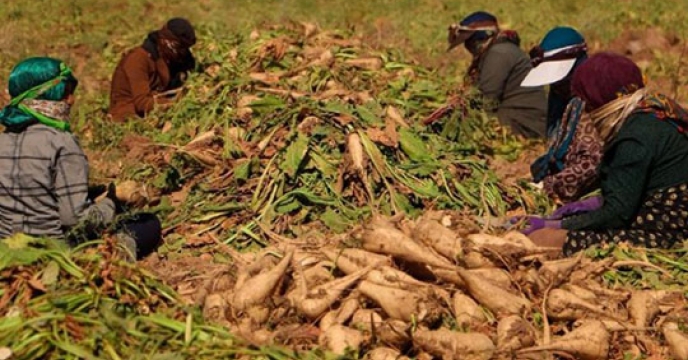 کشت ۷۰۰ هکتاری محصول چغندر قند درخراسان جنوبی