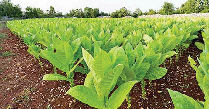 ۱۷۳ تن کود شیمیایی به مزارع توتون گلستان اختصاص یافت