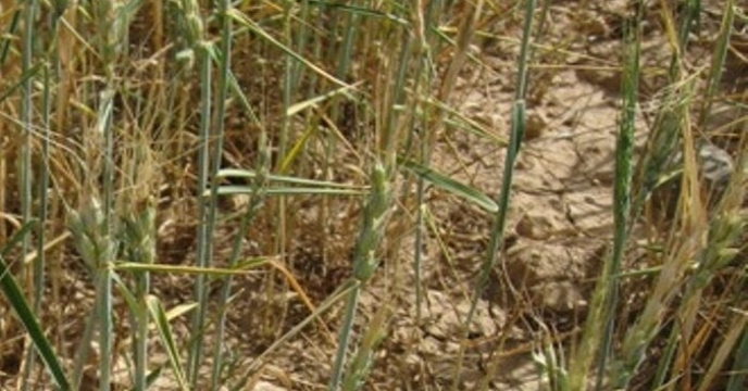 کاهش بارندگی به ۴۰ درصد مزارع گندم استان بوشهر خسارت وارد کرد