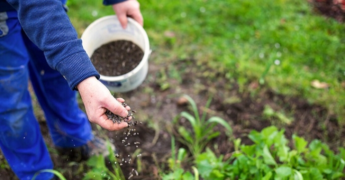 کود اوره برای رشد گیاه ،افزایش عملکرد محصول وارتقای سلامت گیاه استفاده می شود