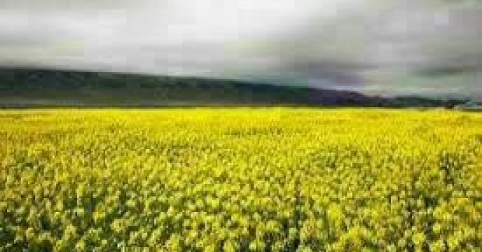 پیش بینی تولید بیش از 1000 تن دانه روغنی در گلوگاه استان مازندران