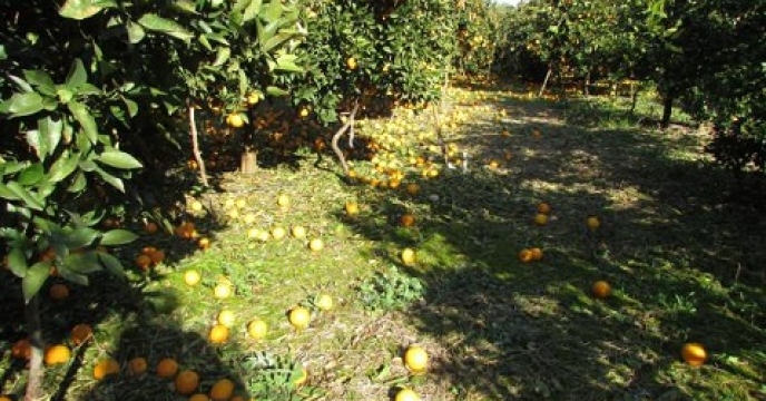 درآمد بیش از 778 میلیاردریالی تولید پرتقال در بابل استان مازندران