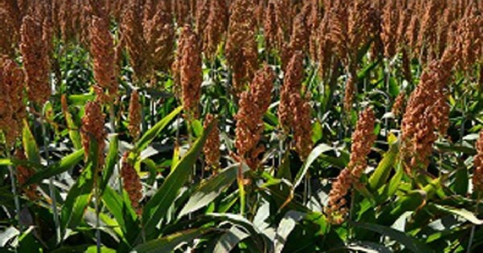 نهاده‌های کشاورزی استاندارد در خدمت توسعه کشت سورگوم در بندرعباس