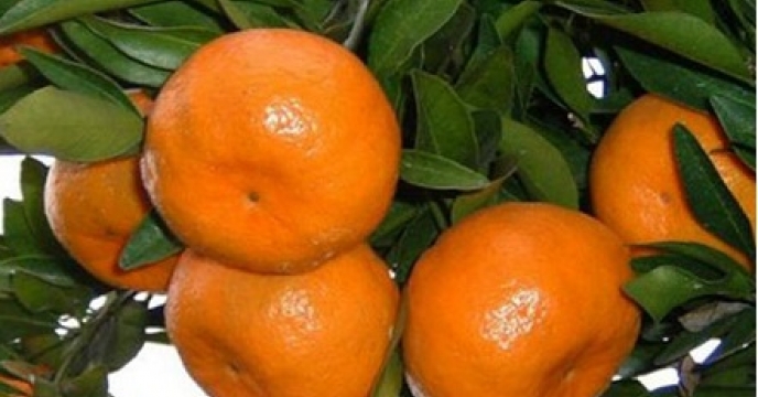 درآمد 20میلیارد ریالی محصول نارنگی در نور استان مازندران