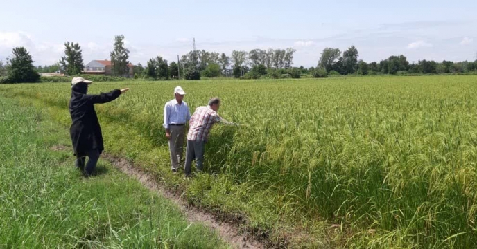 بررسی وضیعت مزارع تولید بذر برنج شرکت خدمات حمایتی کشاورزی استان گیلان