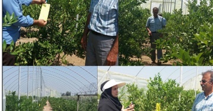 احداث اولین گلخانه لیموترش در آمل استان مازندران