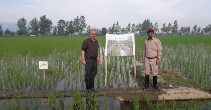 اجرای طرح تحقیقی ترویجی برنج در آمل استان مازندران