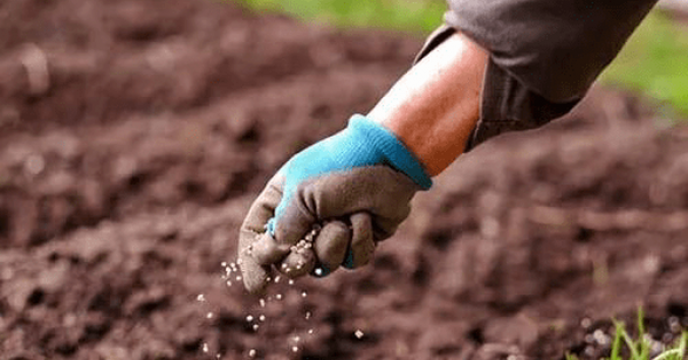 توزیع بیش از 18 هزارتن  انواع کود کشاورزی یارانه ای از طریق سامانه پایش مواد کودی در آذر ماهه سال جاری