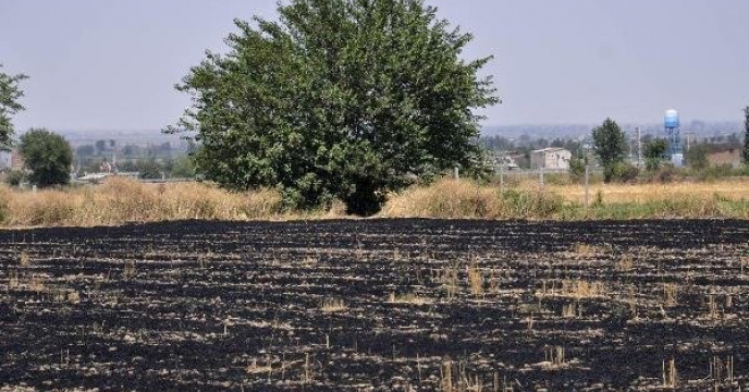 آتش زدن مزارع غلات در استان البرز کاهش پیداکرده است