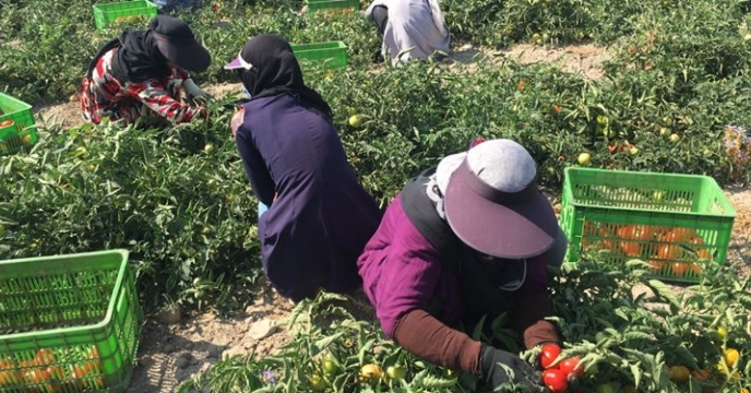 مدیریت تلفیقی آفات در مزارع گوجه فرنگی
