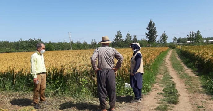 بازدید کارشناسان از اراضی پیمانکار تولید بذر برنج