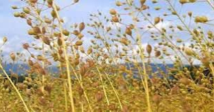 توزیع مقدار8 تن کود کشاورزی یارانه ای برای مزارع کشت پائیزه کاملینا در آبان ماه سال جاری