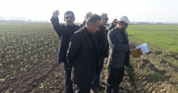 نظارت کارشناسان کمینه فنی گندم استان بر عملیات مصرف کود در پایلوت تغذیه ای گندم در استان گلستان