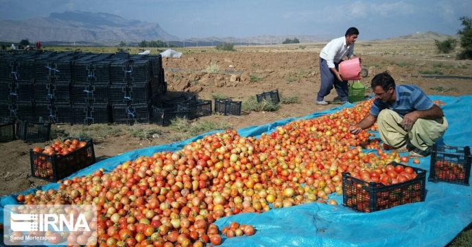 توزیع کود های کشاورزی برای بیش از 5 هزار هکتار گوجه فرنگی در گلستان