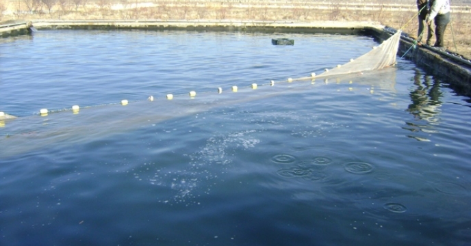 اثرات مثبت پرورش ماهی در استخرهای ذخیره آب کشاورزی