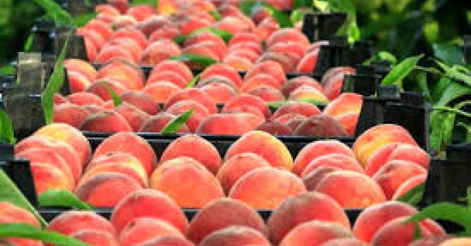 تامین کود برای باغات هلو ،شلیل و گوجه سبز در جویبار