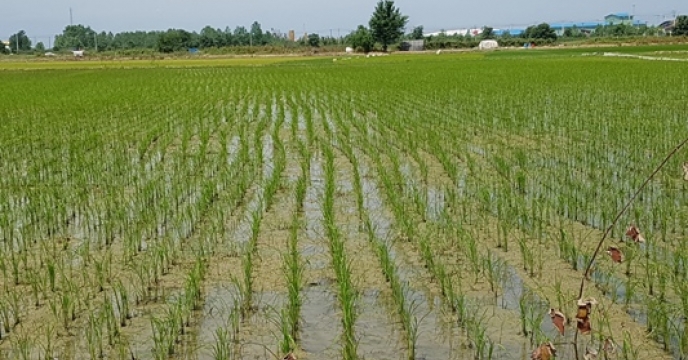 بازدید و سرکشی های منظم زمانبندی شده از وضیعت مزارع تولید بذر برنج گیلان
