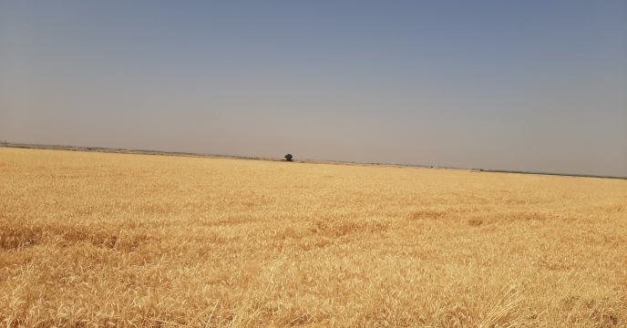 تأمین کود 25000 هزار هکتار گندم آبی برداشت شده در شهرستان آوج