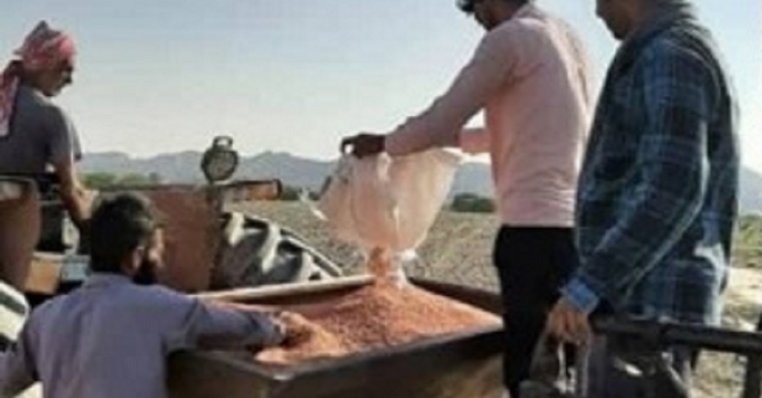 آغاز کشت گندم پاییزه در بخش فین بندرعباس استان هرمزگان