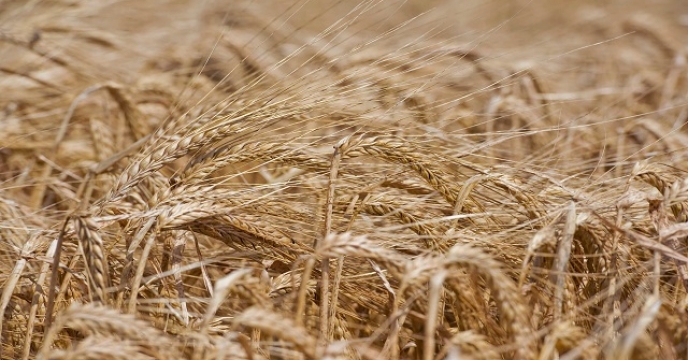 تامین کود برای 13000 هکتار مزارع گندم در بهشهر