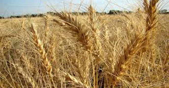 تدارک بذور گندم و جو استان های کشور توسط شرکت خدمات حمایتی کشاورزی