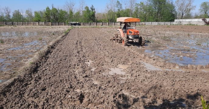 آماده سازی اراضی پیمانکاران تولید بذر شرکت خدمات حمایتی کشاورزی استان گیلان