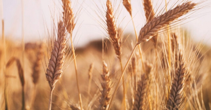 پیش بینی تولید 69 هزار تن گندم در شهرستان ارومیه