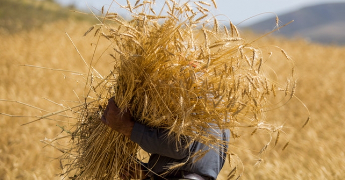 پیش بینی تولید 650 هزار تن گندم در استان آذربایجان غربی