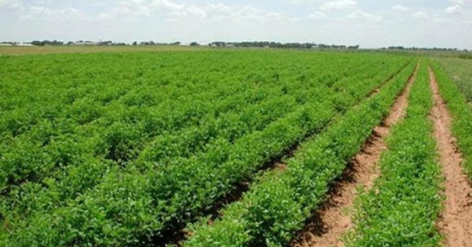 کود های کشاورزی جهت مصرف محصولات زراعی وباغی از طریق کارگزاری  های این شرکت درسطح شهرستان های استان توزیع می شود