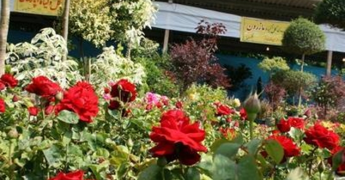 170هکتار فضای گلخانه ای در تنکابن استان مازندران