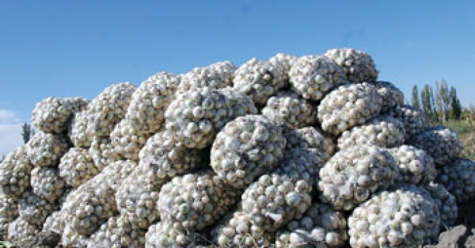 تامین کود برای تولید 1500 تن پیاز سفید در میاندورود مازندران