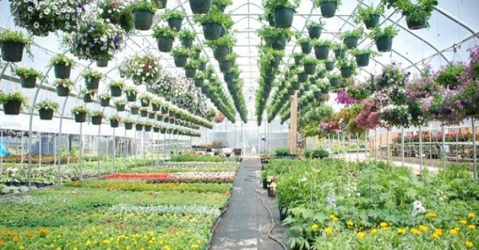 تولید ۲۱ میلیون عدد گل و گیاه زینتی طی سال گذشته در گلستان